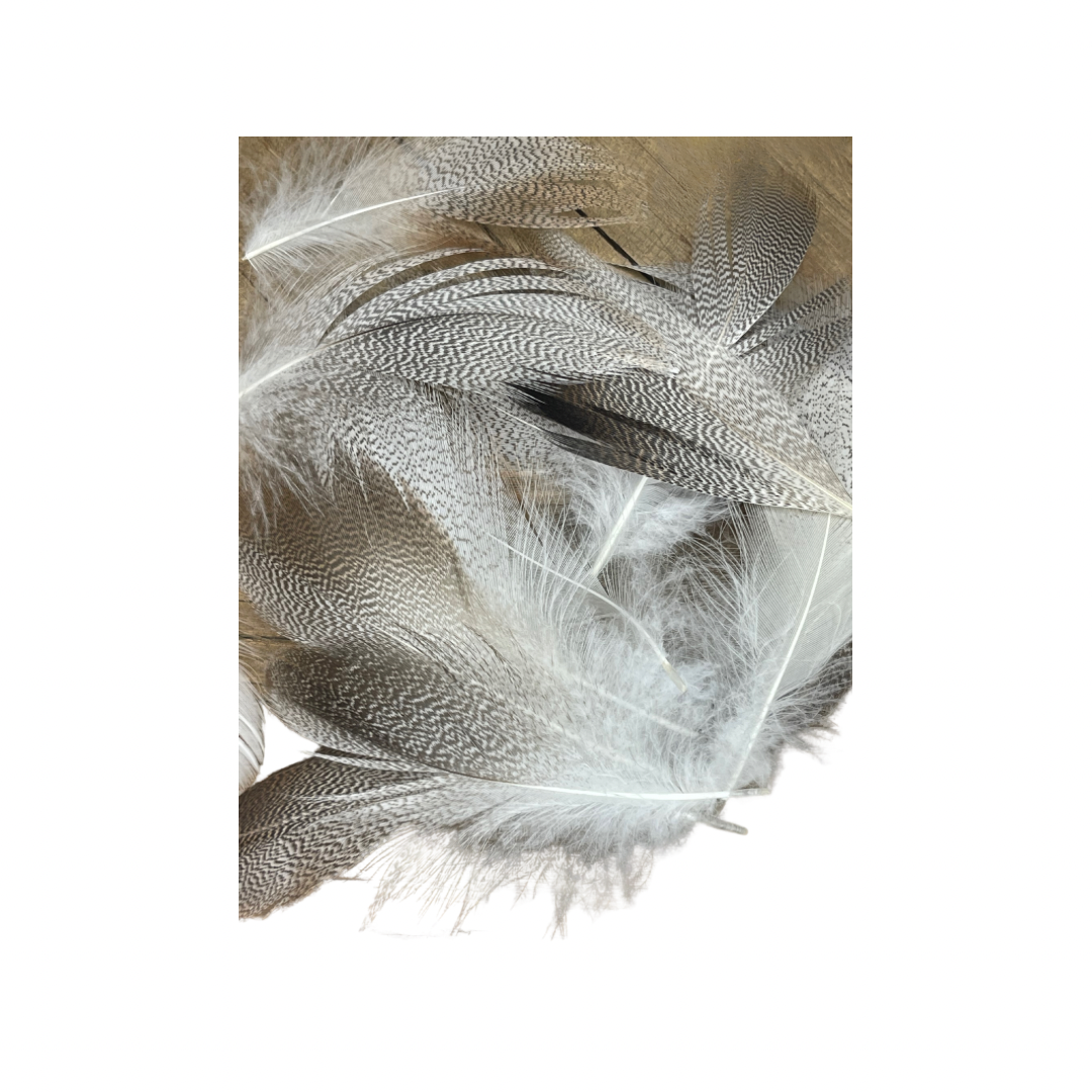 Single Feathers