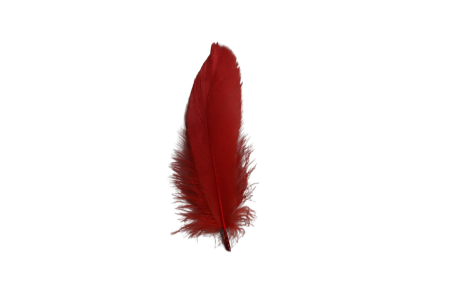 Single Feathers