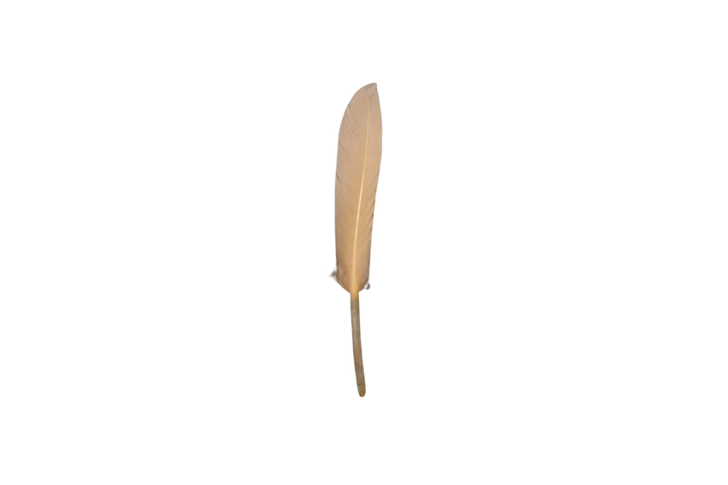 Single Feathers