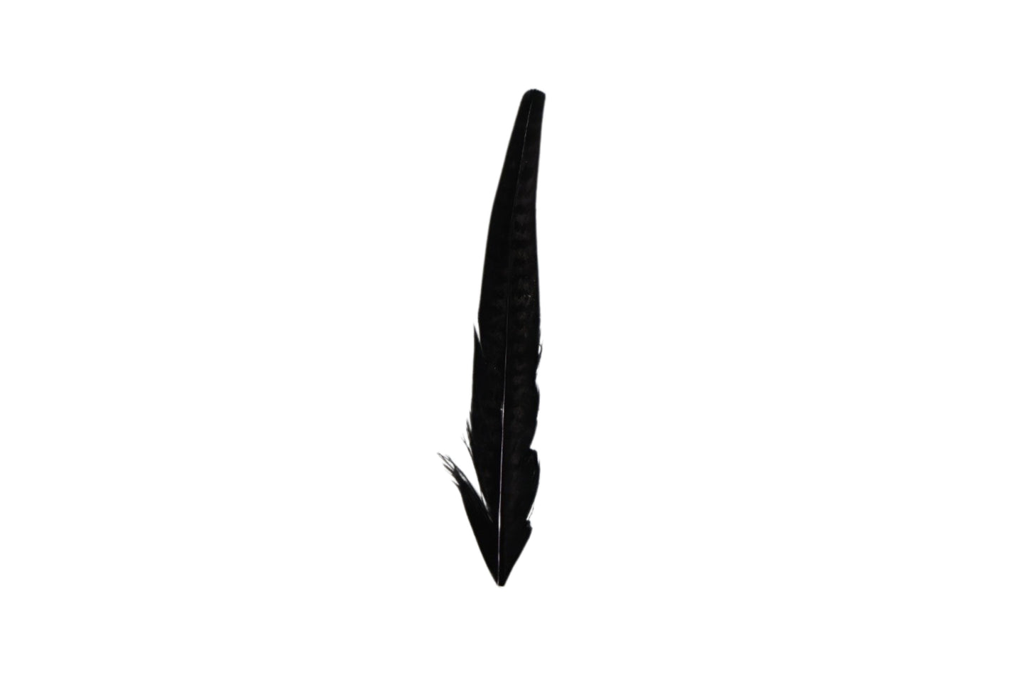 Single Feathers