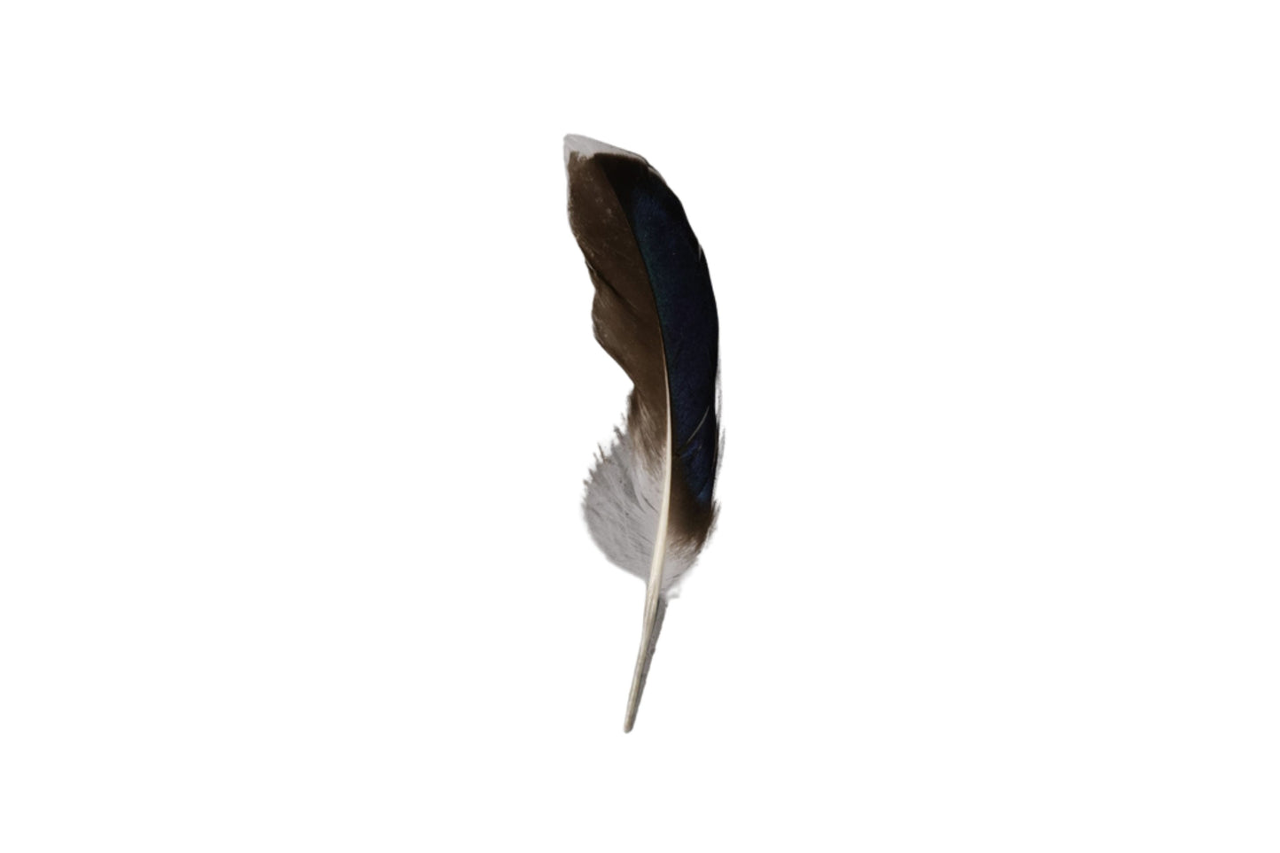 Single Feathers