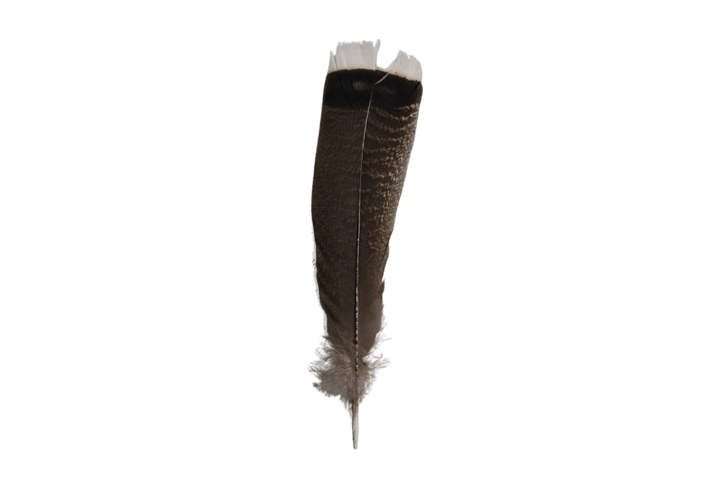 Single Feathers
