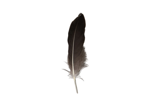 Single Feathers