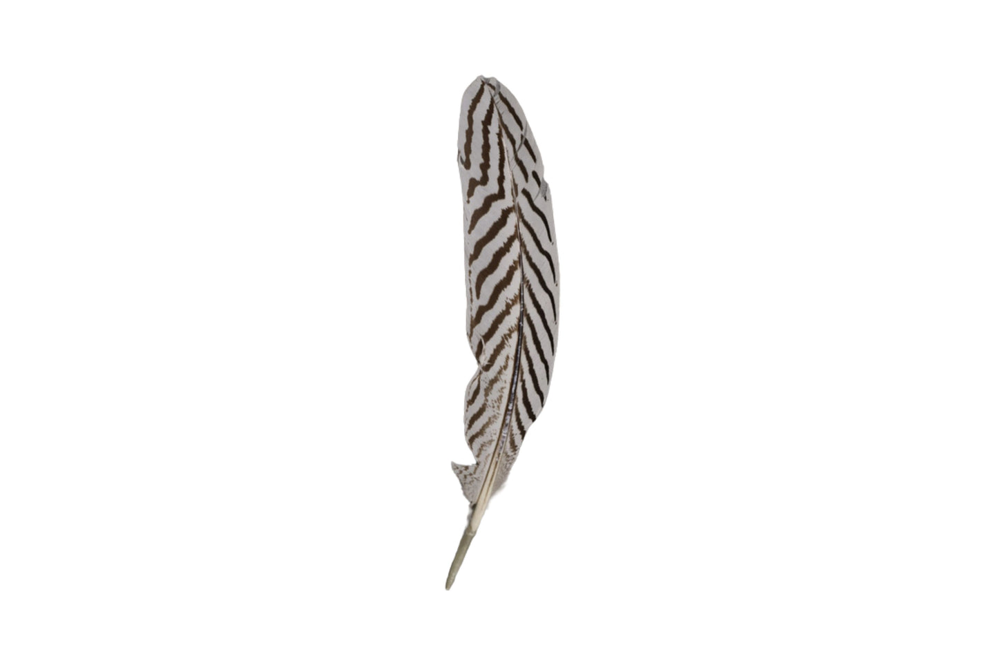 Single Feathers