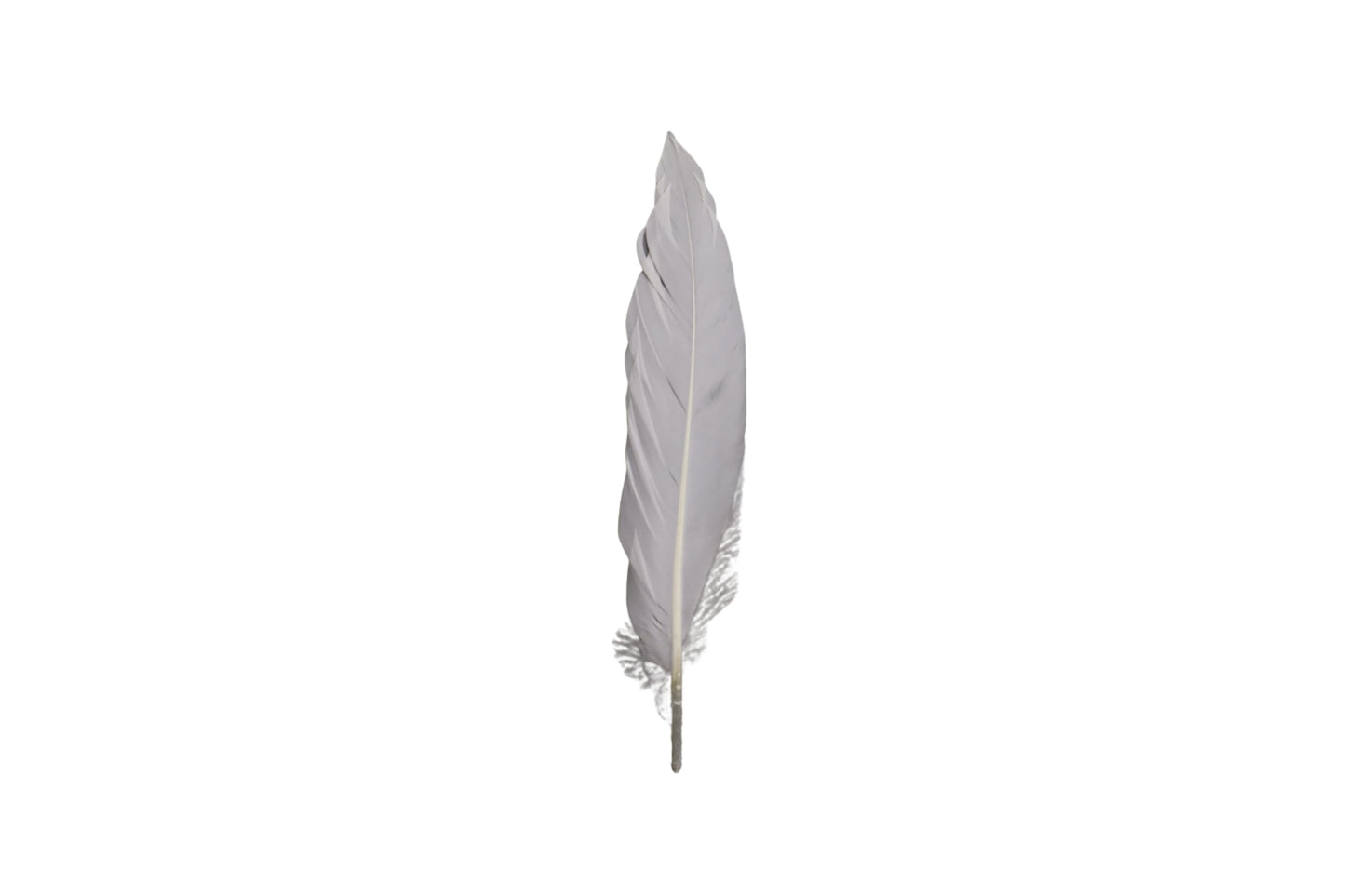 Single Feathers