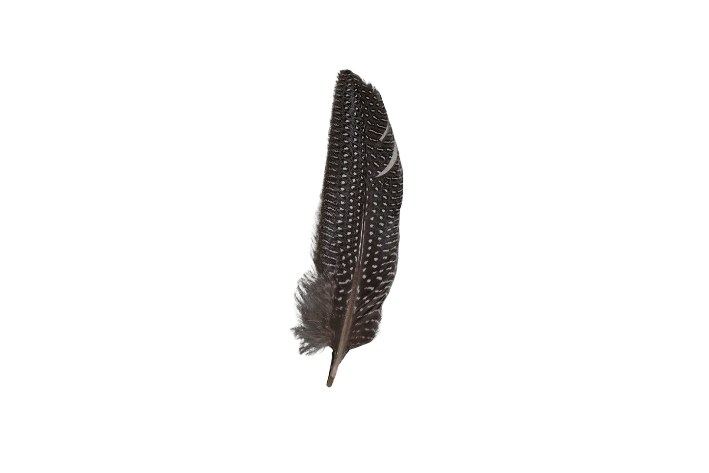 Single Feathers