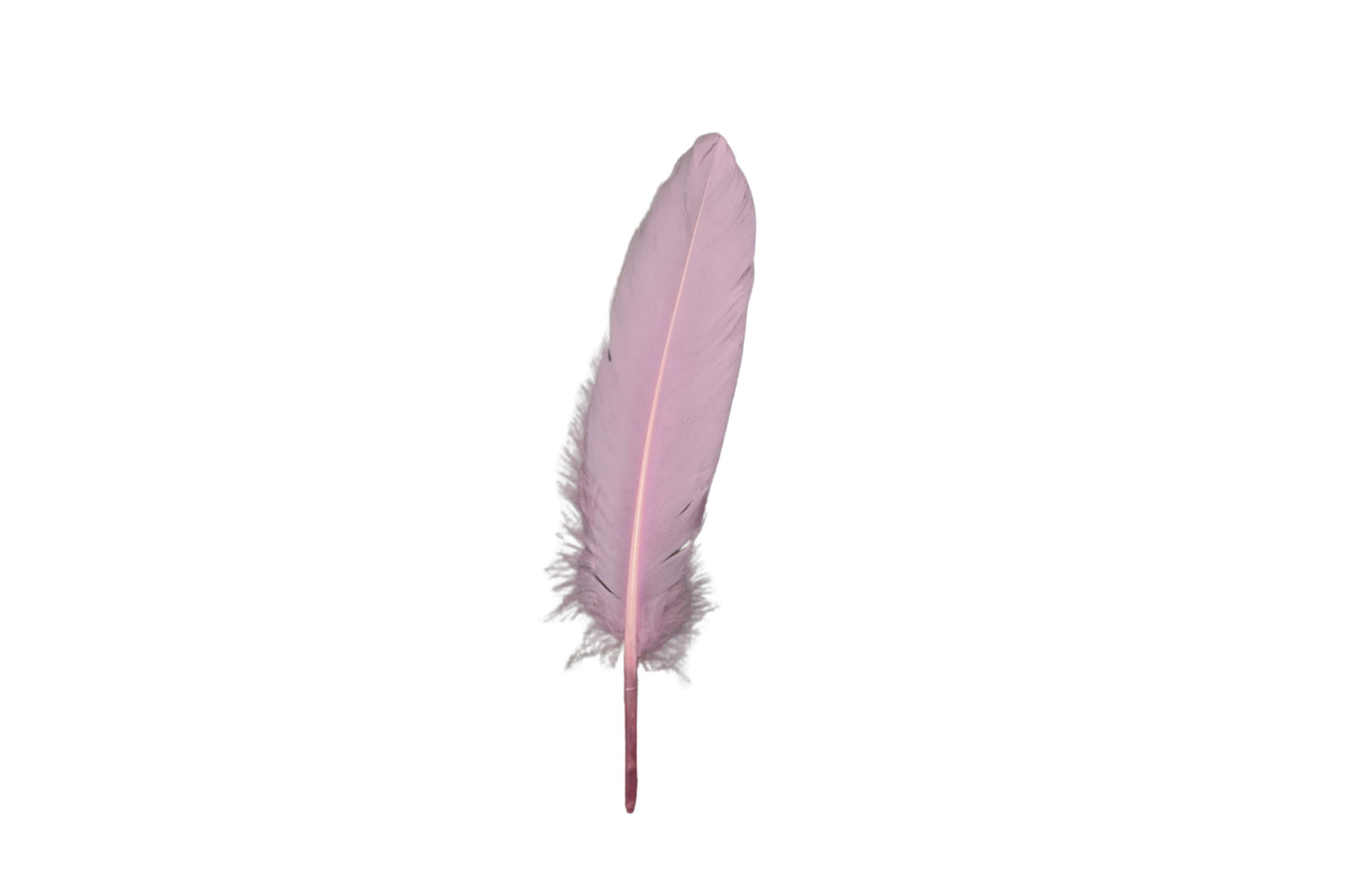 Single Feathers