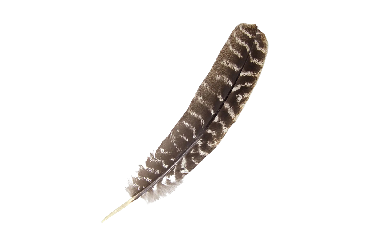 Single Feathers